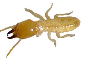 Guaranteed pest control solutions from a qualitypro certified company. Subterranean Termites Exterminator | Termite Inspections