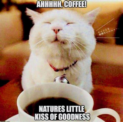 Pin By Maggie On ☕️coffee☕️ Coffee Humor Coffee Meme Coffee Obsession
