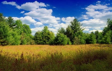 Free Images Landscape Tree Nature Forest Grass Sky Field