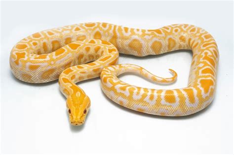 Premium Photo Snake Albino Burmese Python Isolated On White Background