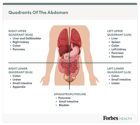 Anatomy Quadrants Abdominal Pain Causes By Location Stomach Anatomy My XXX Hot Girl