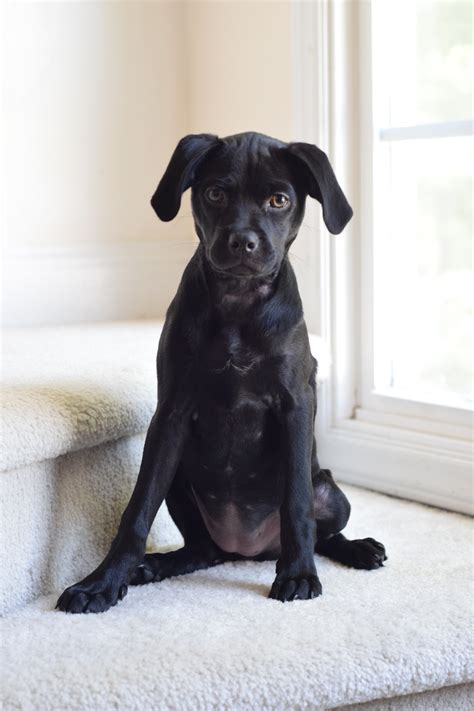 Free Images Puppy Black Vertebrate Dog Like Mammal 4000x6000