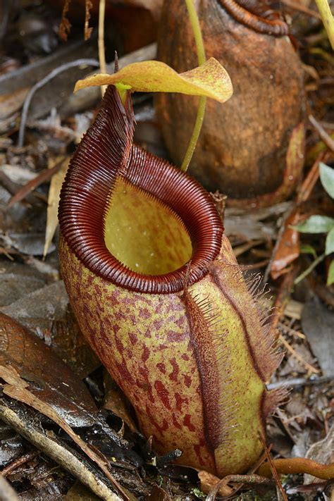 The plants have evolved modified leaves consisting of india's only known pitcher plant species nepenthes khasiana hook. Pitcher Plant Palawan Island Philippines Photograph by Ch ...