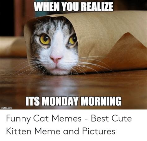 ️ 25 Best Memes About Monday Cat Meme Monday Cat Memes