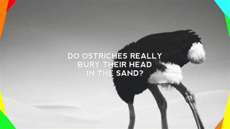 ️episode 1 Do Ostriches Really Bury Their Head In The Sand Youtube