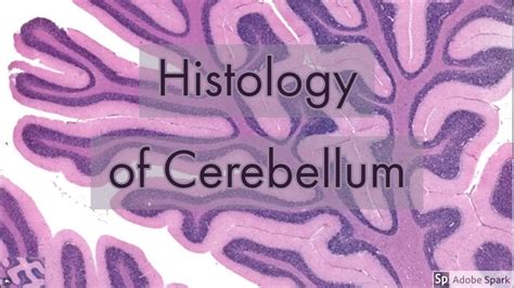 Histology Of Cerebellum Youtube