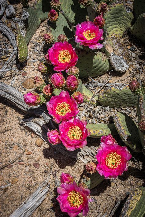 Pink Cactus Flower 2 Snap Shots West