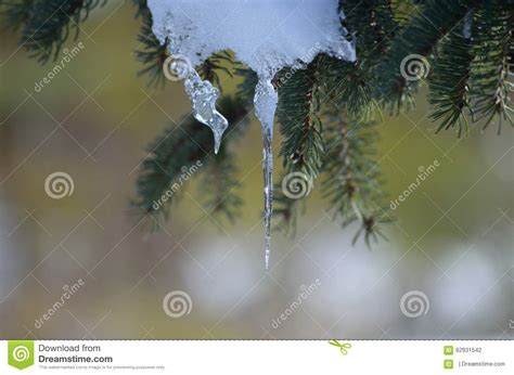 Melting Snow On Tree Stock Photo Image Of Everygreen 62931542