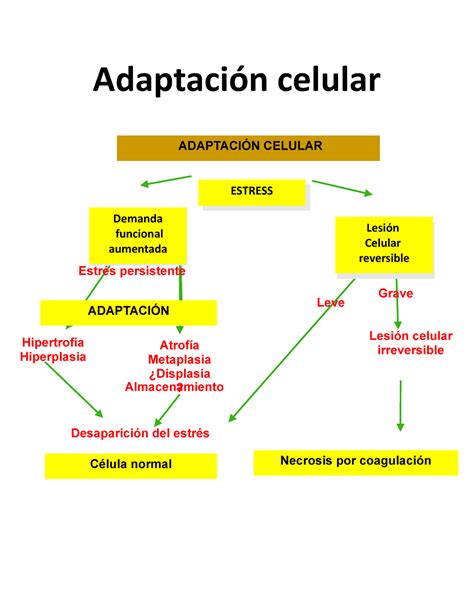 Mecanismos de adaptacion celular Adaptación celular ADAPTACIÓN