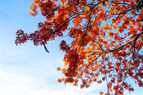 Free Images Branch Blossom Sky Sunlight Leaf Flower Autumn