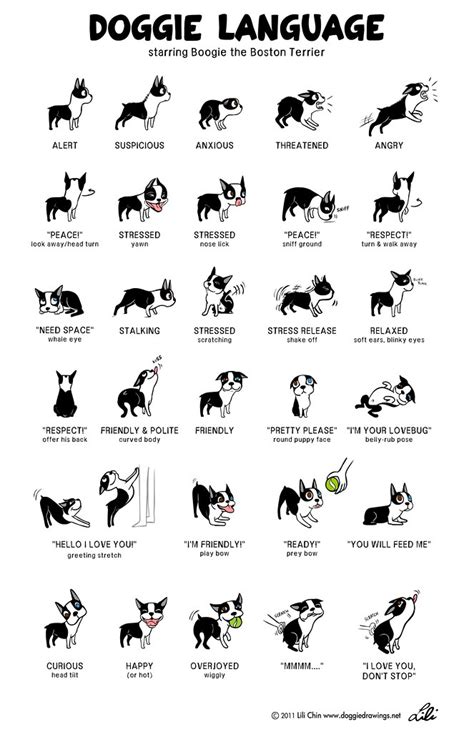 Reading Dog Body Language How To Tell If Stressed Happy And More