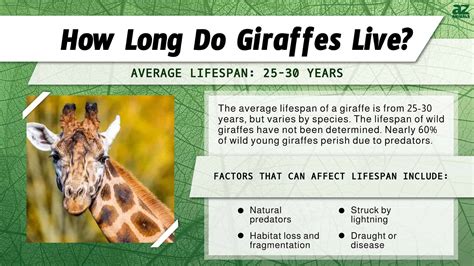 Giraffe Lifespan How Long Do Giraffes Live A Z Animals