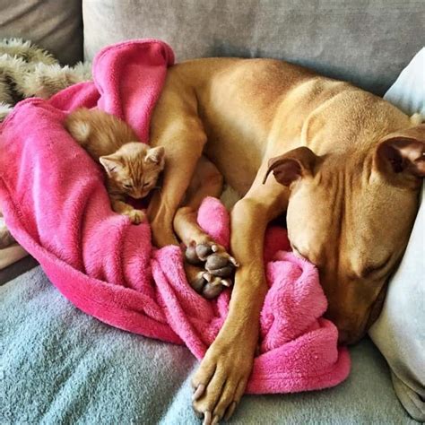 Rescued Pit Bull Adopts A Kitten What Happens Next Will Delight You True Activist