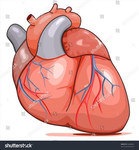Human Heart Illustration Isolated On White Background