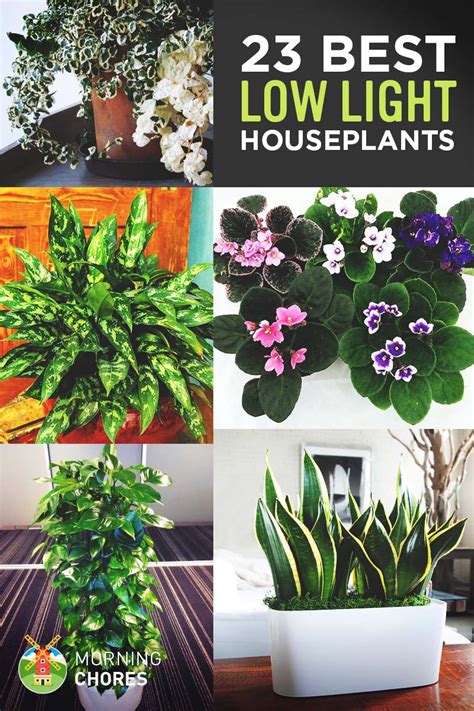 23 Low Light Houseplants That Are Easy To Maintain Even If Youre Busy