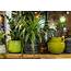 Easy To Maintain Indoor Plants  Cleanipedia