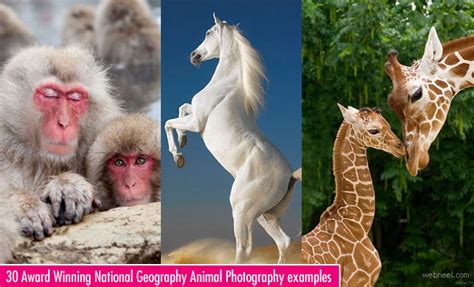 30 Incredible And Award Winning National Geographic Animal