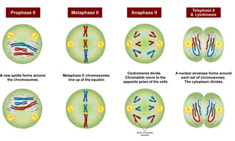 What Is Meiosis Stages Of Meiosis Importance Of Meiosis