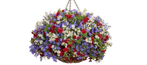 30 Best Hanging Basket Flowers For Sun Hanging Plants For Full Sun