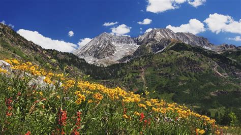 Amazing Landscape Nature Beauty Spring Wildflowers In Alpine