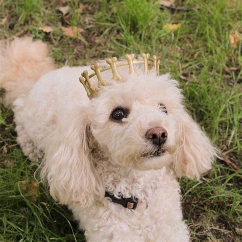 Queen Of Dogs Crown Dogs Crown Gold Dogs Crown Silver Dogs Crown