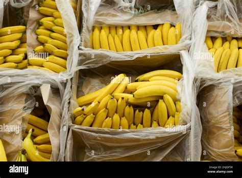 Bananas In Supermarket Banana Lying In Boxes Top View Mock Upcopy