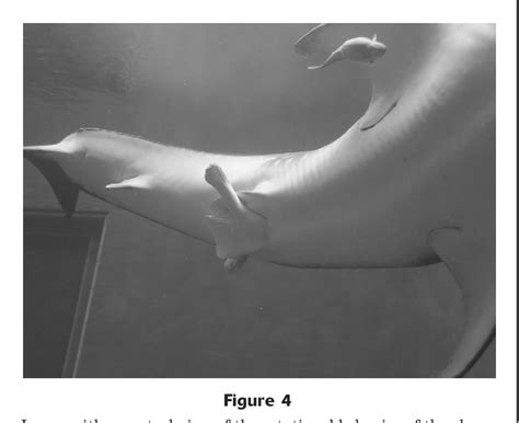 Figure 1 From Sexual Maturation In A Male Whale Shark Rhincodon Typus