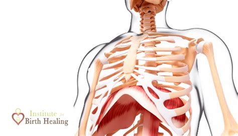Like i just feel like everyone else rib cage bump is even with their hip bones, and as davpul said, work with what you have. The Rib Cage After Birth - Institute For Birth Healing