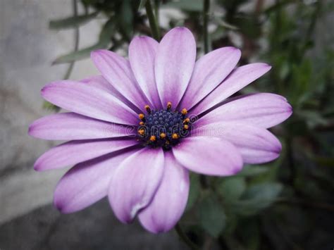 Close Up Purple African Daisy Flower Stock Image Image Of Landscape