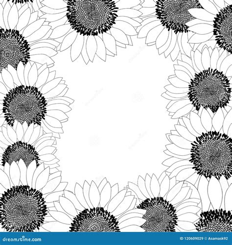 Sunflower Border Outline Isolated On White Background Vector