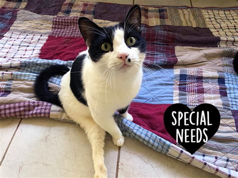 Special Needs Cats The Cats Meow Rescue