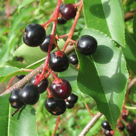 Cherry Black Prunus Serotina Prunus Cherry Fruit