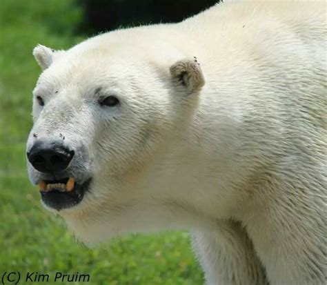 Pin On Polar Bears