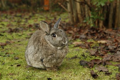 Free Images Nature Wildlife Pet Mammal Fauna Hare Vertebrate