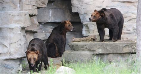 Grizzly Bear Zoo Habitat Gets New Makeover