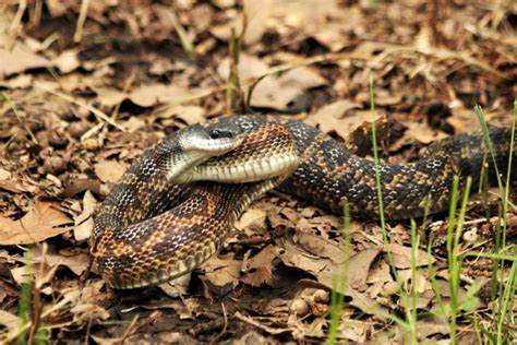Chicken Snake Close Up Free Stock Photo Public Domain Pictures