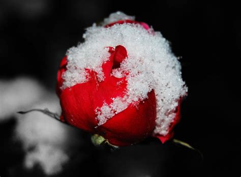 Cold Rose Foto And Bild Plants Fungi And Lichens Flowers Roses Bilder