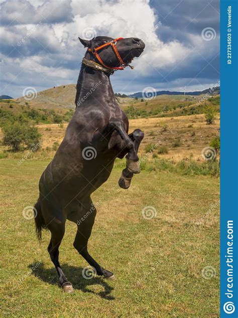 Caballo Parado En Sus Patas Traseras En Los Prados Imagen De Archivo Imagen De Paisaje Pasto