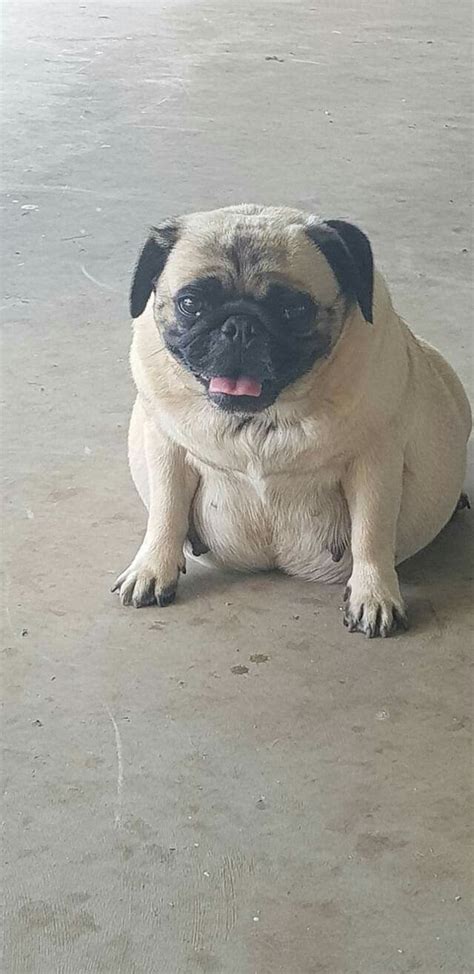 How Do I Know If My Pug Is Pregnant