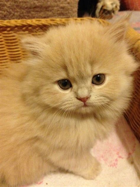 Doll face persians are the original type, but the exaggerated look of show persian cats is lovely too. Cream doll face persian kitten instagram.com ...