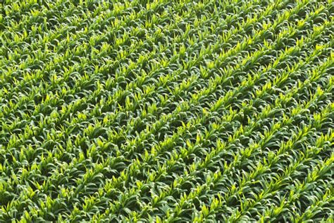 Aerial View Of Corn Field Or Cornfield Stock Photo Image Of