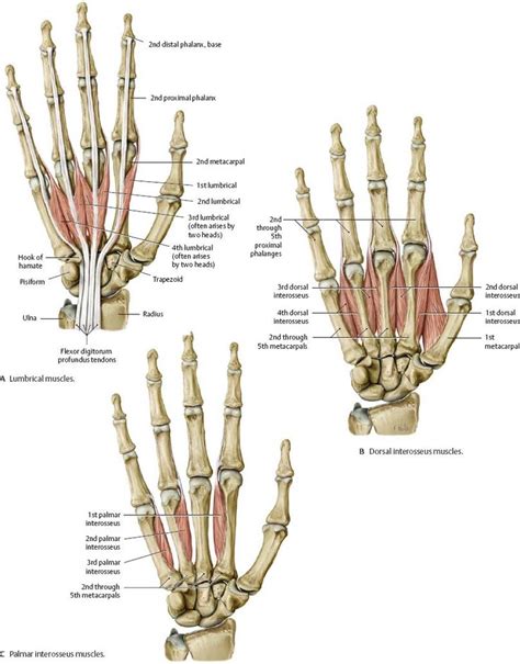 Wrist And Hand Atlas Of Anatomy Anatomy Hand Anatomy Wrist