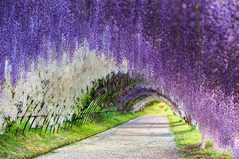 Du Lịch Và Cuộc Sống Tháng 4 đi Nhật Ngắm đường Hoa Tử đằng Kỳ ảo