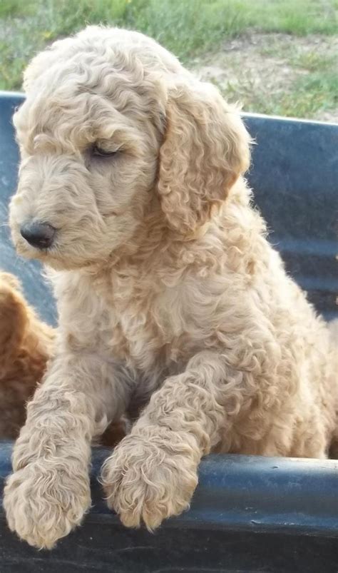 It was a dream to have land for our 3 boys, horses, & dogs. Labradoodle Puppies For Sale | Houston, TX #104452