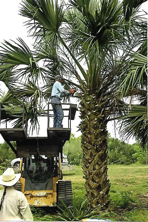 Home Texas Sabal Palm Trees
