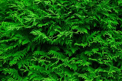 Green Natural Background Featuring Nature Background And Texture