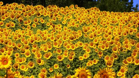 Cara Budidaya Tanaman Hias Bunga Matahari Terbaru