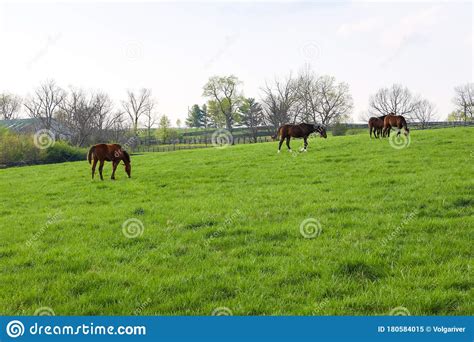 Green Pastures Of Horse Farms Spring Country Landscape Stock Image