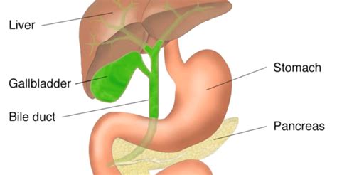 Its function is to transport substances in the blood, around the body. Pain in Right Side Under Ribs | New Health Advisor