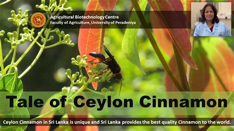 Tale Of Ceylon Cinnamon Cinnamomum Zeylanicum Agricultural